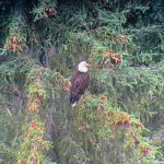 Rainforest Nature Tour - Midmorning Image
